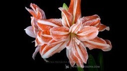 Time-lapse video of flowers blooming | Elapsing Time | Scoop.it