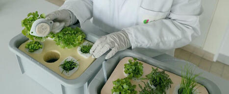 Agriculture urbaine et pollution des sols : réévaluer les risques sanitaires | Cirad | Paysage - Agriculture | Scoop.it