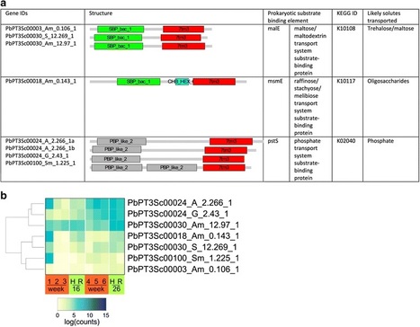 BMC Genomics: The compact genome of the plant pathogen Plasmodiophora brassicae is adapted to intracellular interactions with host Brassica spp (2016) | Plant Pathogenomics | Scoop.it