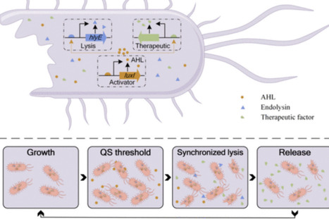 Multiplexed Engineering of Salmonella Typhimurium for Targeted Cancer Therapies | asb | RMH | Scoop.it