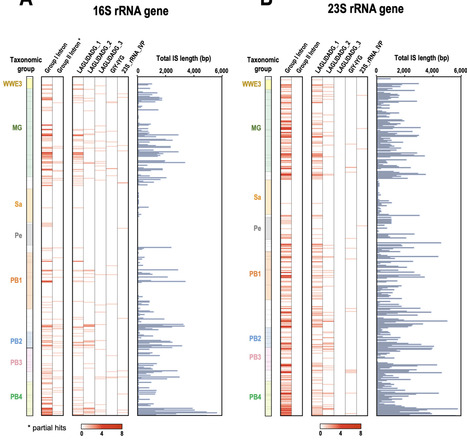 Comprehensive analysis of insertion sequences w...