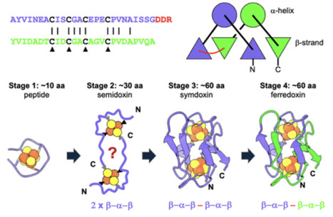 Designing Peptide Fossils That Model the Evolution of the Bacterial Ferredoxin Fold | jacs | RMH | Scoop.it