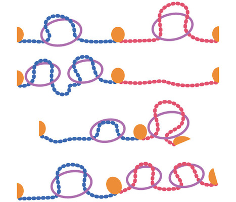 The formation of structural domains in chromosomes: a highly dynamic process to create stable regulatory functions | I2BC Paris-Saclay | Scoop.it