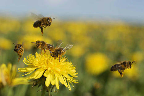 Santé des abeilles : de nouvelles données grâce au projet PoshBee | EntomoNews | Scoop.it