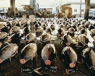 Disappointing Outcome at Pacific Fisheries Meet | Sandy Beach Ecology & Management | Scoop.it
