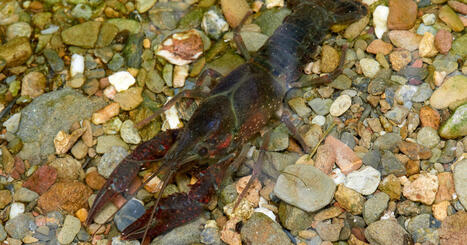 Esp&egrave;ces invasives&nbsp;: l'ensemble de leurs impacts &eacute;cologiques peut d&eacute;sormais &ecirc;tre pris en compte | Transition &eacute;nerg&eacute;tique et &eacute;cologique. Mobilit&eacute; et transports | Scoop.it