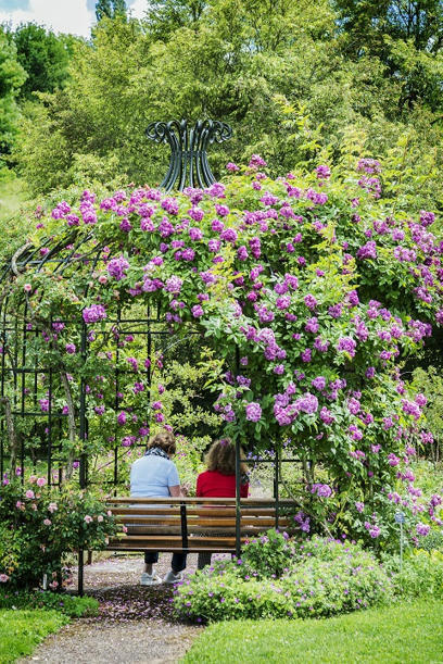 La roseraie du jardin botanique Jean-Marie Pelt est en fleur ! – | Nancy, Lorraine | Scoop.it