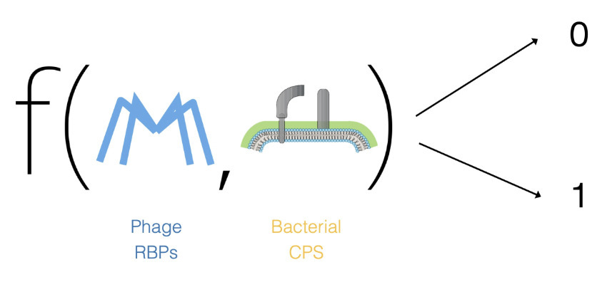 Finding phages that infect bacteria with AI | R...