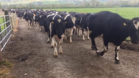 Irlande : Lakeland Dairies et Glanbia augmentent les prix du lait de mai | Lait de Normandie... et d'ailleurs | Scoop.it