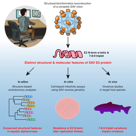 La reconstruction in silico de la structure d&rsquo;un alphavirus de salmonid&eacute; r&eacute;v&egrave;le des caract&eacute;ristiques mol&eacute;culaires singuli&egrave;res impliqu&eacute;es dans la virulence | Life Sciences Universit&eacute; Paris-Saclay | Scoop.it