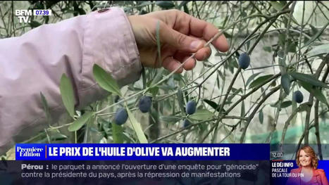 [VIDEO] Pourquoi le prix de l'huile d'olive va lui aussi augmenter | CORPS GRAS | Scoop.it