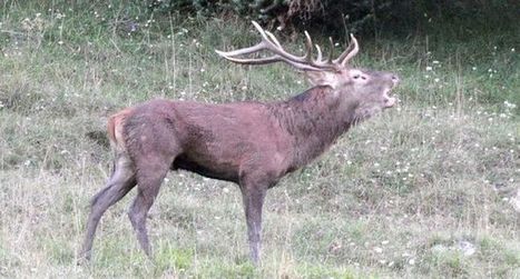 Un cerf prisonnier des eaux du canal de la Neste | Vallées d'Aure & Louron - Pyrénées | Scoop.it