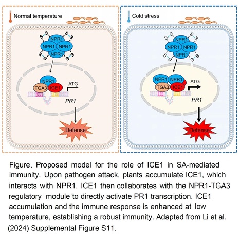 Bridging the perception: ICE1 links cold sensing and salicylic acid signaling  | disposable | Scoop.it