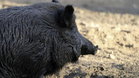 le nombre de foyers de peste porcine africaine a reculé en 2022 | Actualité Bétail | Scoop.it