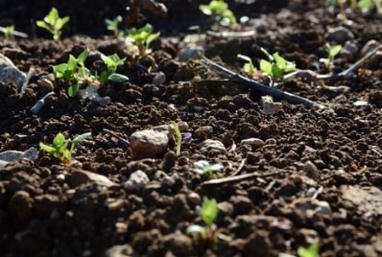 AFRIQUE : La sant&eacute; des sols, nouveau front de la souverainet&eacute; alimentaire | AFRIQUES | Scoop.it