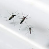 Antilles : premier décès indirectement lié au chikungunya | EntomoNews | Scoop.it
