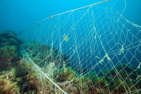 Coral Reefs Are Choking on Plastics - EcoWatch.com | Agents of Behemoth | Scoop.it
