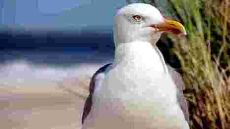 Go&euml;land, plouc, cohue... Petite histoire de la langue bretonne | TICE et langues | Scoop.it