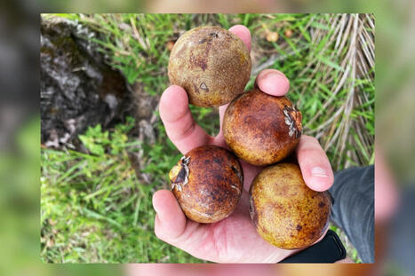 ENVIRONMENT: Brazil bets on macaúba palm to make renewable diesel and aviation biofuel | DURABILITES | Scoop.it