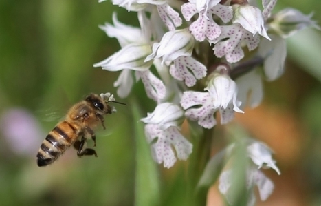 Philosophie de la biodiversité / France Inter | Variétés entomologiques | Scoop.it