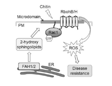 Plasma Membrane Microdomains are Essential for Rac1-RbohB/H-Mediated Immunity in Rice | The Plant Cell | Scoop.it