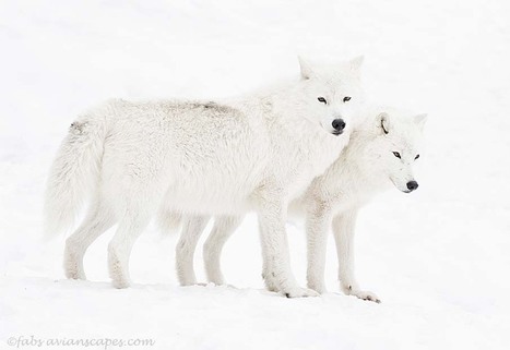 Photography: Canada in 50 Stunning Pictures | Design, Science and Technology | Scoop.it