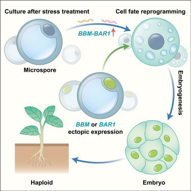 Reprogramming of microspore fate via BBM-BAR1 for highly efficient in vivo haploid induction  | Plant and Seed Biology | Scoop.it