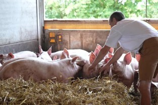 "Ça évite d’importer des matières premières du bout du monde" : quand des éleveurs font le pari d'une alimentation riche en oméga-3 pour leurs bêtes | ITERG - Veille sectorielle | Scoop.it