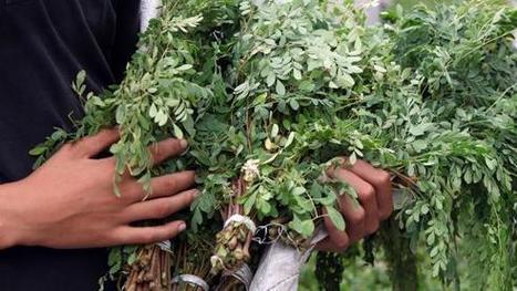En Tunisie, le moringa provoque emballement et spéculation | La Cabane aux Arômes | Scoop.it