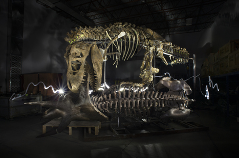 &lsquo;Nation&rsquo;s T. rex&rsquo; stands upright for the first time in 65 million years &mdash; and he&rsquo;s scary | Merveilles - Marvels | Scoop.it