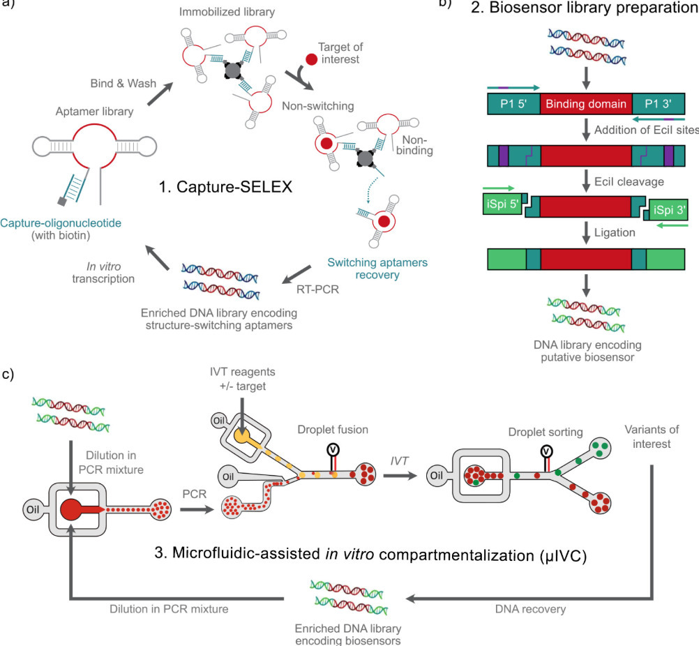De Novo Development of Fluorogenic RNA-Based Bi...