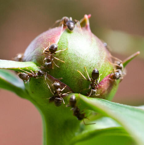 5 Plants That Attract Ants (and You Might Not Want Around Your House) | Best  Healthy Living Scoops | Scoop.it