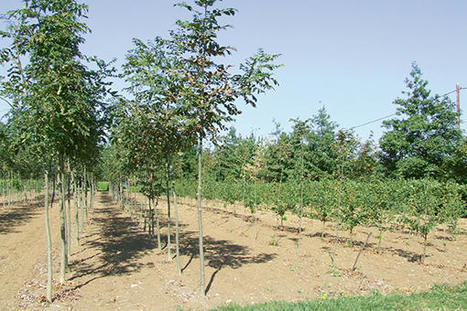 Les arbres de demain se choisissent aujourd&rsquo;hui | Regards crois&eacute;s sur la transition &eacute;cologique | Scoop.it
