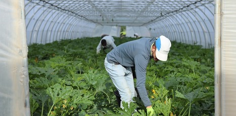 Les oubliés de la CRISE AGRICOLE : pas de droit de séjour pour les saisonniers étrangers ? | CIHEAM Press Review | Scoop.it