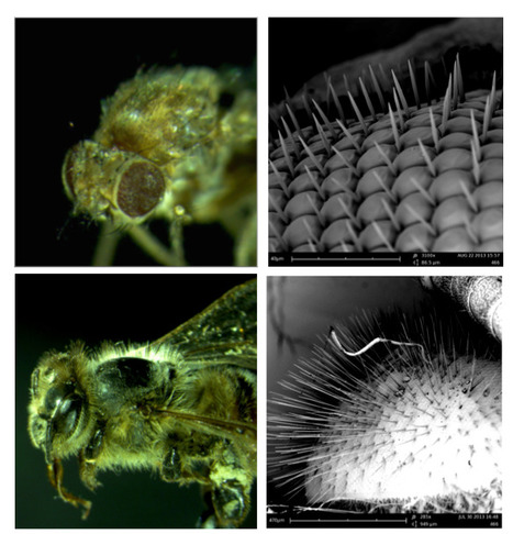 Comment s’inspirer de l’œil poilu des insectes ? | EntomoNews | Scoop.it