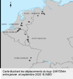 Le loup Billy : une traversée de plusieurs pays avant d'être abattu... en France | FERUS | Histoires Naturelles | Scoop.it