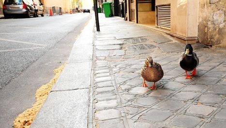 Confinement : la faune réapparaît-elle dans la ville ? | Biodiversité | Scoop.it