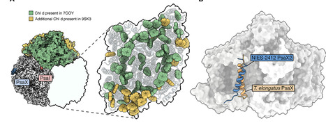 Far-red chlorophyll d clusters extend photosystem I absorption toward the red limit | sadv | RMH | Scoop.it