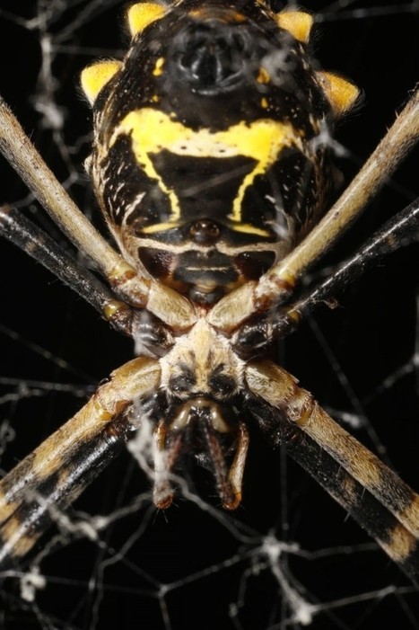 Amazon Spiders, Up Close. | RAINFOREST EXPLORER | Scoop.it