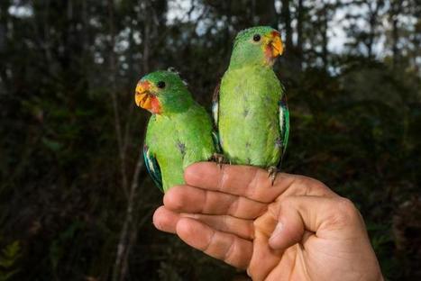 Australie: une perruche menacée par un marsupial volant | Les oiseaux au gré du vent | Scoop.it