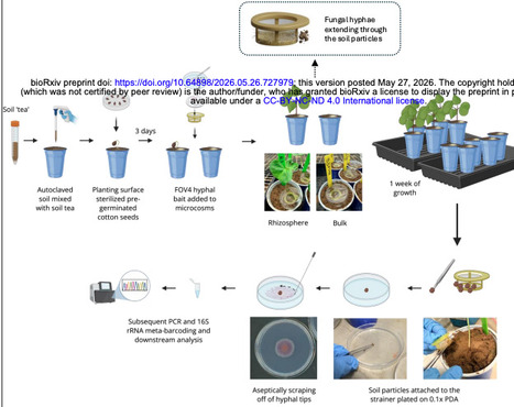 Reconstructing the hyphosphere using a hyphal release-capture soil microcosm | brvp | RMH | Scoop.it