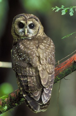 La Chouette tachetée du Nord voit enfin son territoire nord-américain protégé | Les oiseaux au gré du vent | Scoop.it