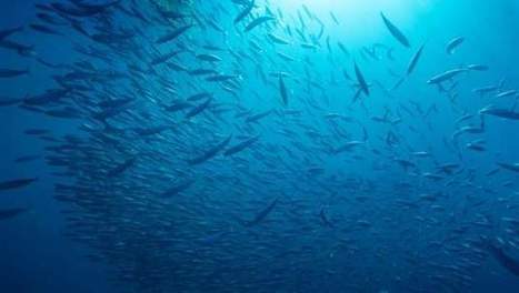 Les océans menacés par la pollution et la surpêche | Toxique, soyons vigilant ! | Scoop.it