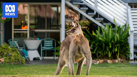 Frightening kangaroo encounter prompts wildlife carers to share tips on dealing with angry roos. | Trans Tasman Migration | Scoop.it