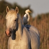 Camargue Nature