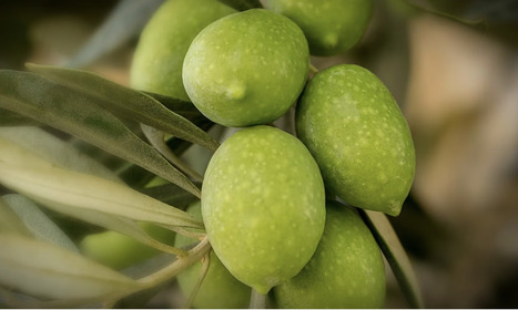 SPAIN : Genotype Plays Significant Role in Fatty Acid Content of Virgin OLIVE OIL | CIHEAM Press Review | Scoop.it