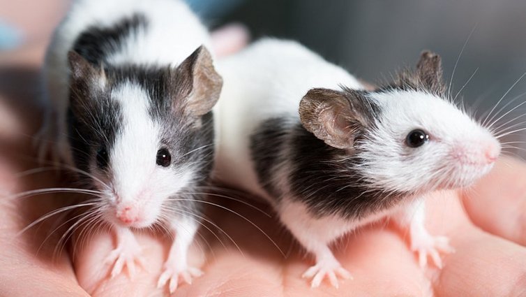 L’Europe interdit définitivement les tests cosmétiques sur les animaux !