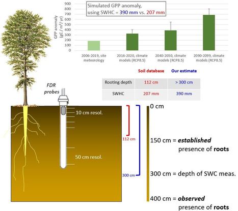 Contribution des couches profondes du sol à la transpiration d'une forêt tempérée : implications pour la modélisation de la productivité | Mechanotransduction by Plants | Scoop.it