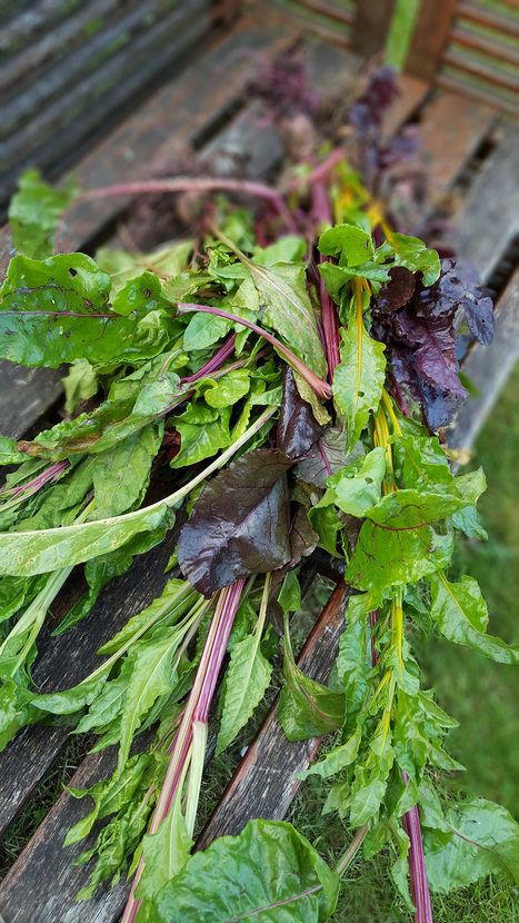 The Global Ecovillage Network: Process Philosophy and Ecological Theology Applied | Peer2Politics | Scoop.it