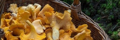 Des champignons radioactifs cueillis en Rhône-Alpes | Toxique, soyons vigilant ! | Scoop.it